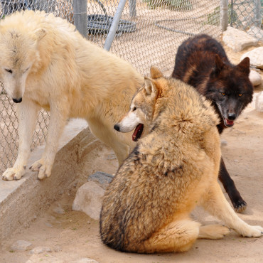 wolf-mountain-sanctuary-masthead