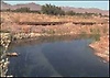 dolphin safari