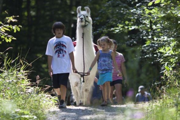 Llama Trekking